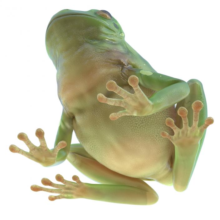 3D Australian Green Tree Frog Rigged model