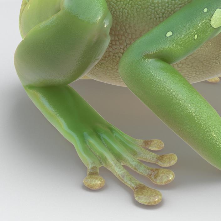 3D Australian Green Tree Frog Rigged model