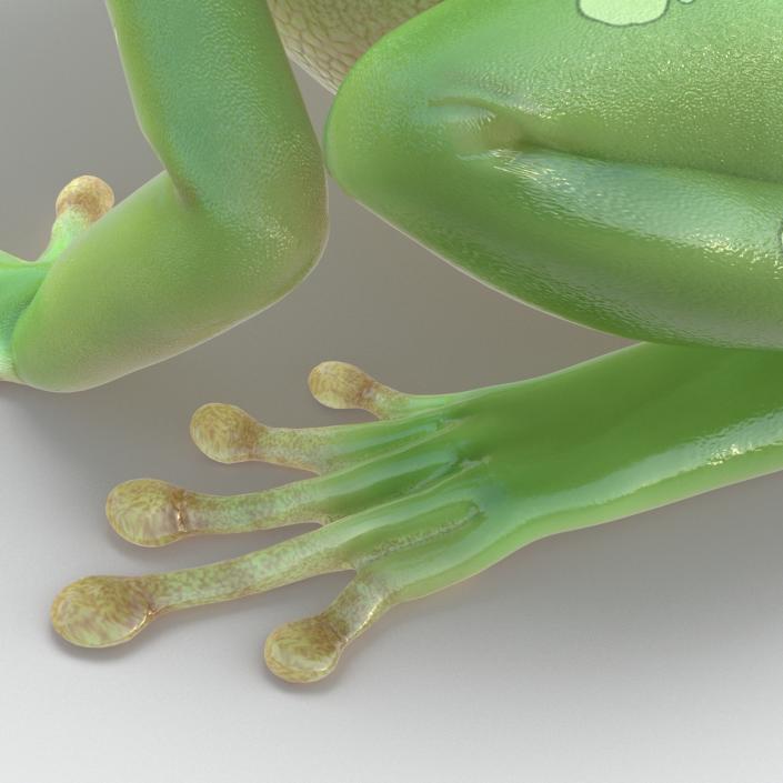 3D Australian Green Tree Frog Rigged model