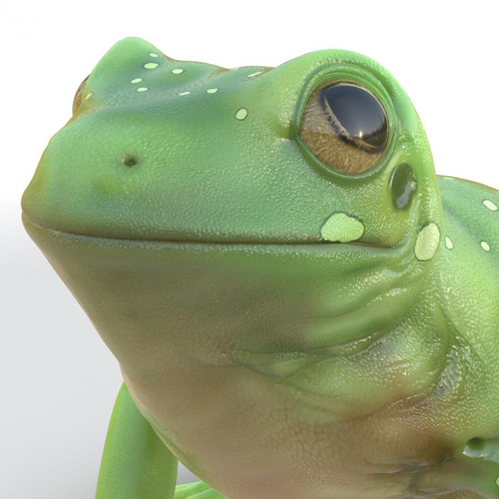 3D Australian Green Tree Frog Rigged model