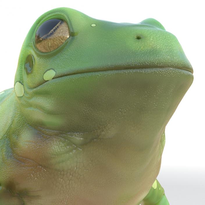 3D Australian Green Tree Frog Rigged model