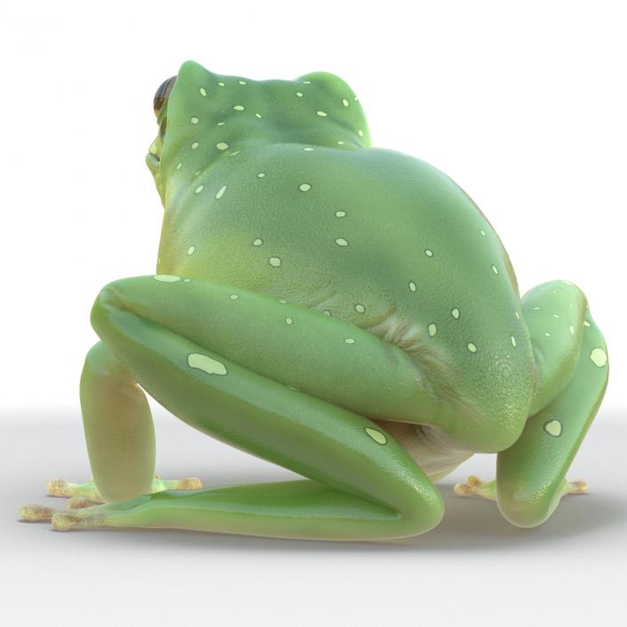 3D Australian Green Tree Frog Rigged model