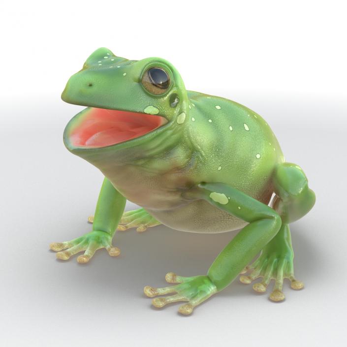 3D Australian Green Tree Frog Rigged model