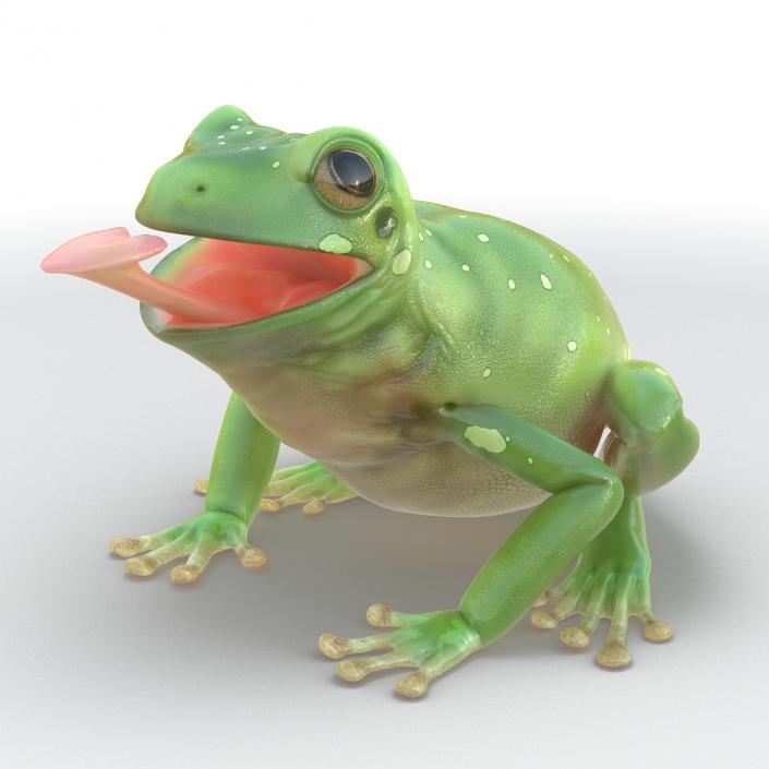 3D Australian Green Tree Frog Rigged model