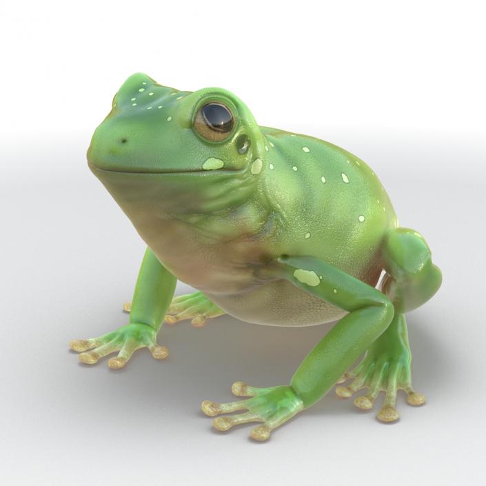 3D Australian Green Tree Frog Rigged model