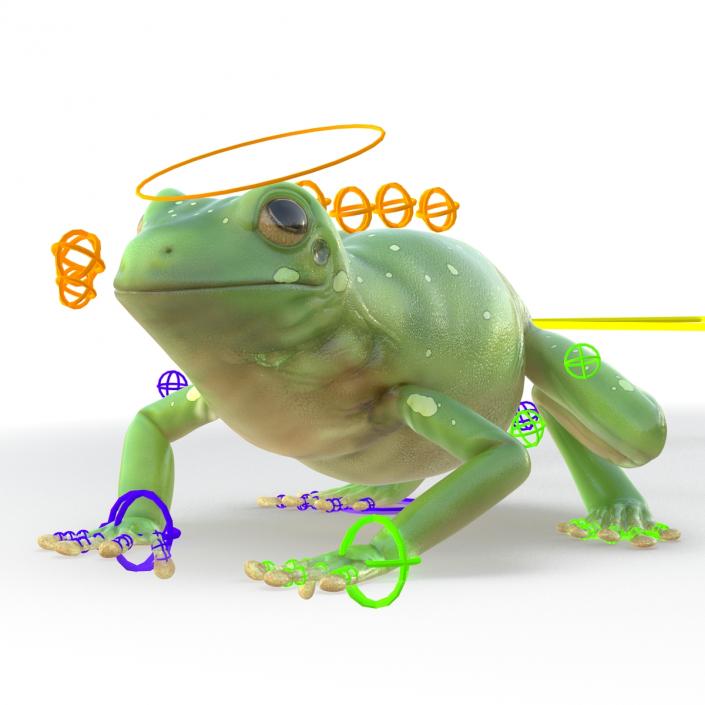 3D Australian Green Tree Frog Rigged model