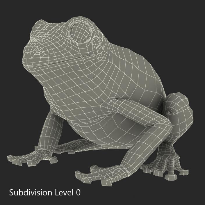 3D Australian Green Tree Frog Rigged model