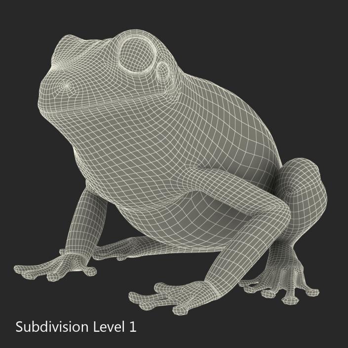 3D Australian Green Tree Frog Rigged model