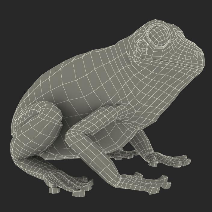 3D Australian Green Tree Frog Rigged model