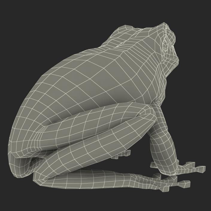 3D Australian Green Tree Frog Rigged model