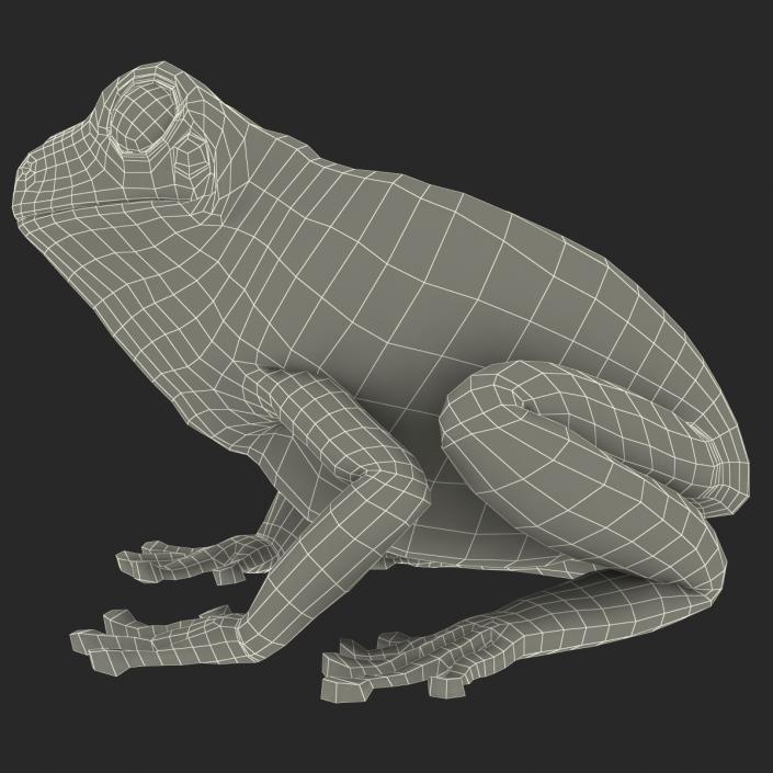 3D Australian Green Tree Frog Rigged model