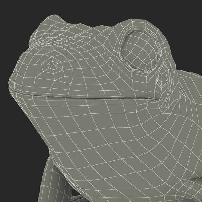 3D Australian Green Tree Frog Rigged model