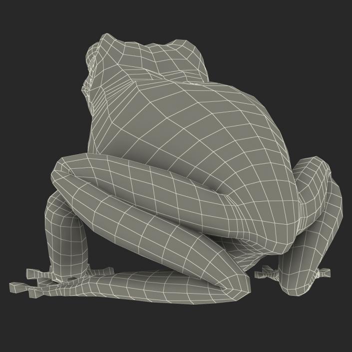 3D Australian Green Tree Frog Rigged model