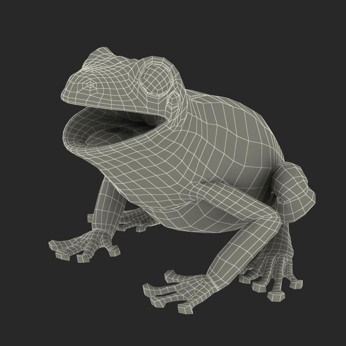 3D Australian Green Tree Frog Rigged model