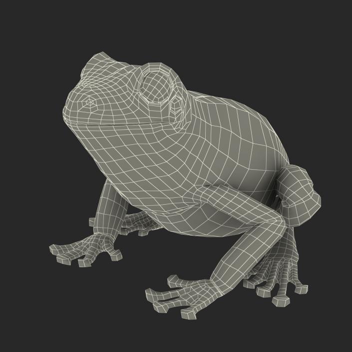 3D Australian Green Tree Frog Rigged model