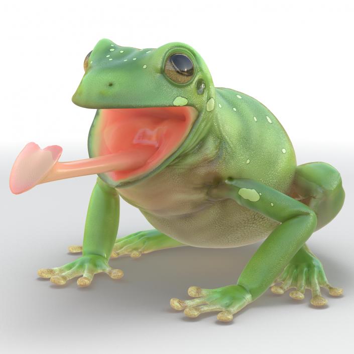 3D Australian Green Tree Frog Pose 3 model