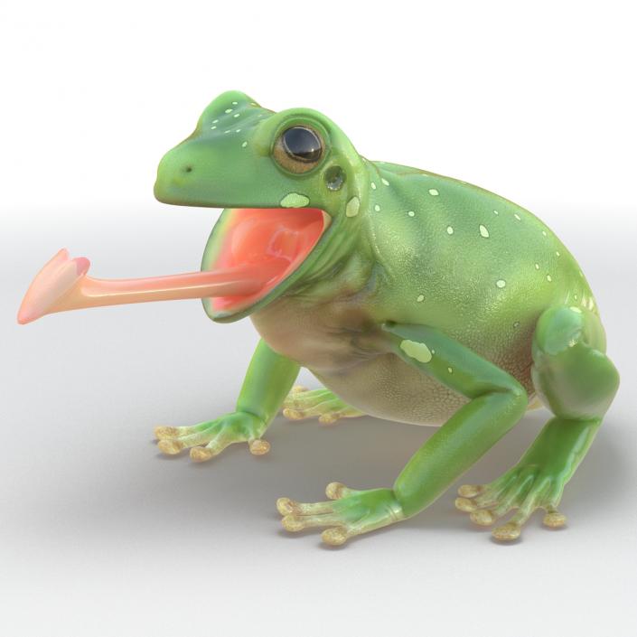 3D Australian Green Tree Frog Pose 3 model