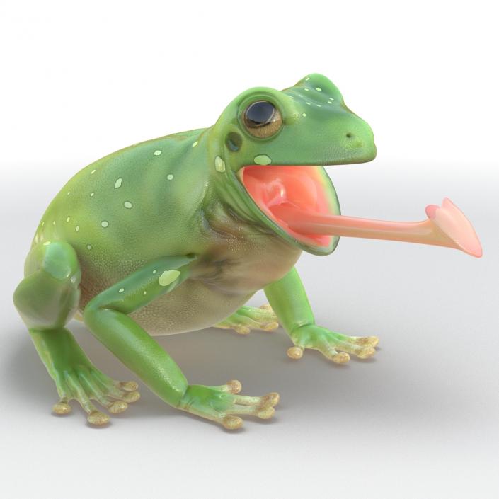 3D Australian Green Tree Frog Pose 3 model