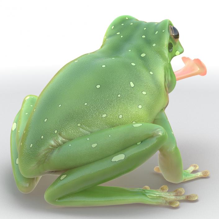 3D Australian Green Tree Frog Pose 3 model