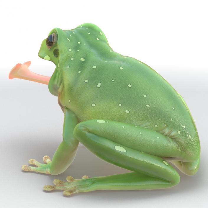 3D Australian Green Tree Frog Pose 3 model