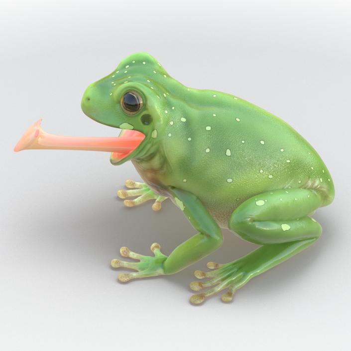 3D Australian Green Tree Frog Pose 3 model