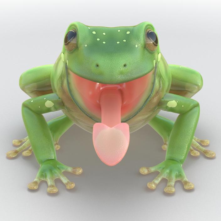 3D Australian Green Tree Frog Pose 3 model