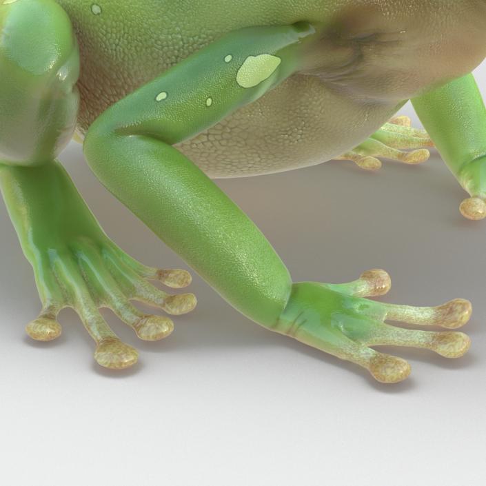 3D Australian Green Tree Frog Pose 3 model