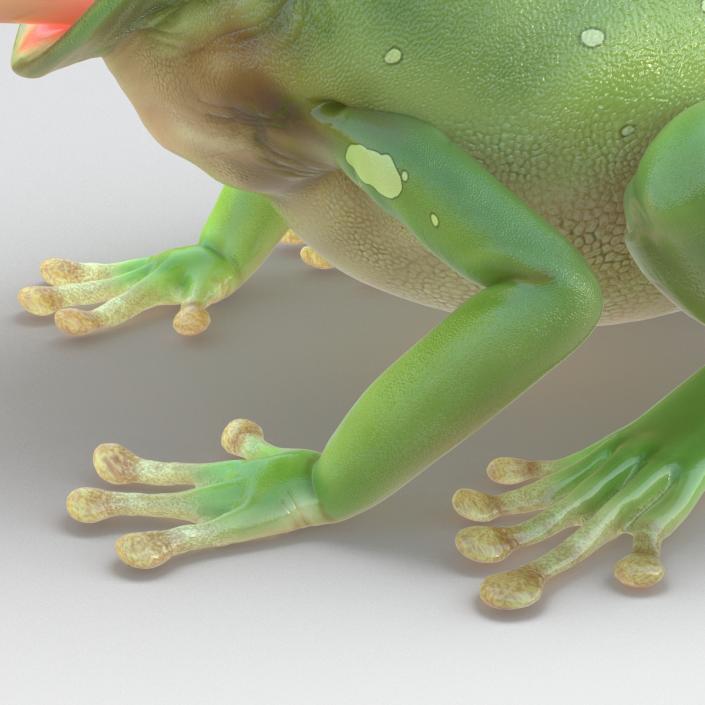 3D Australian Green Tree Frog Pose 3 model