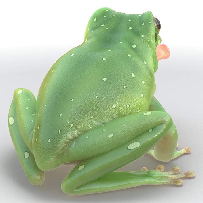 3D Australian Green Tree Frog Pose 3 model