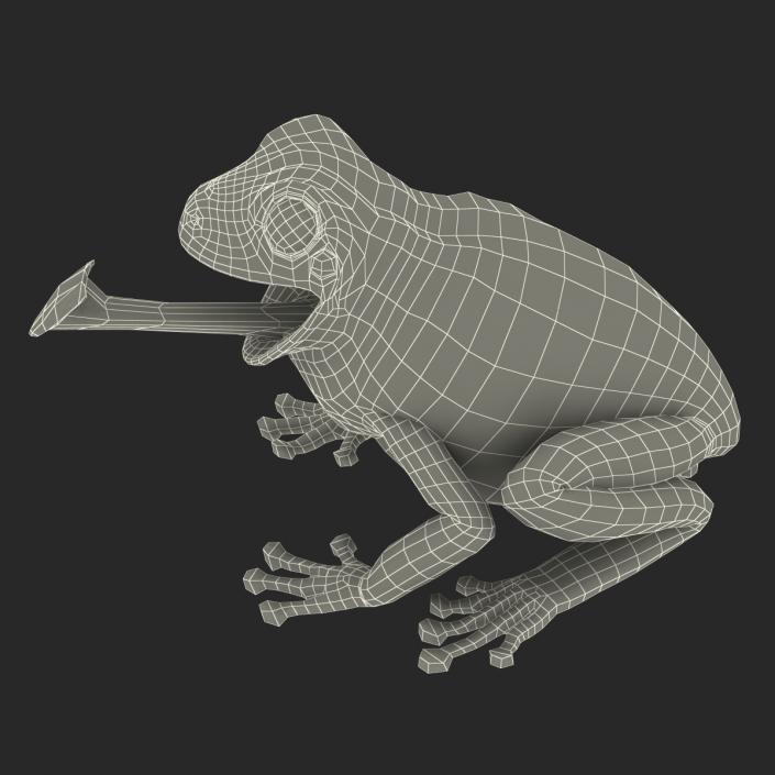 3D Australian Green Tree Frog Pose 3 model