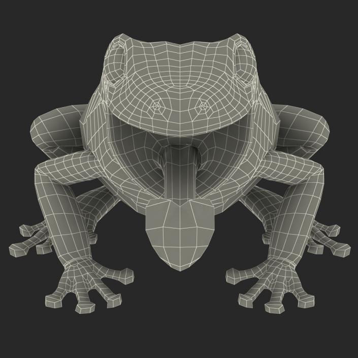 3D Australian Green Tree Frog Pose 3 model