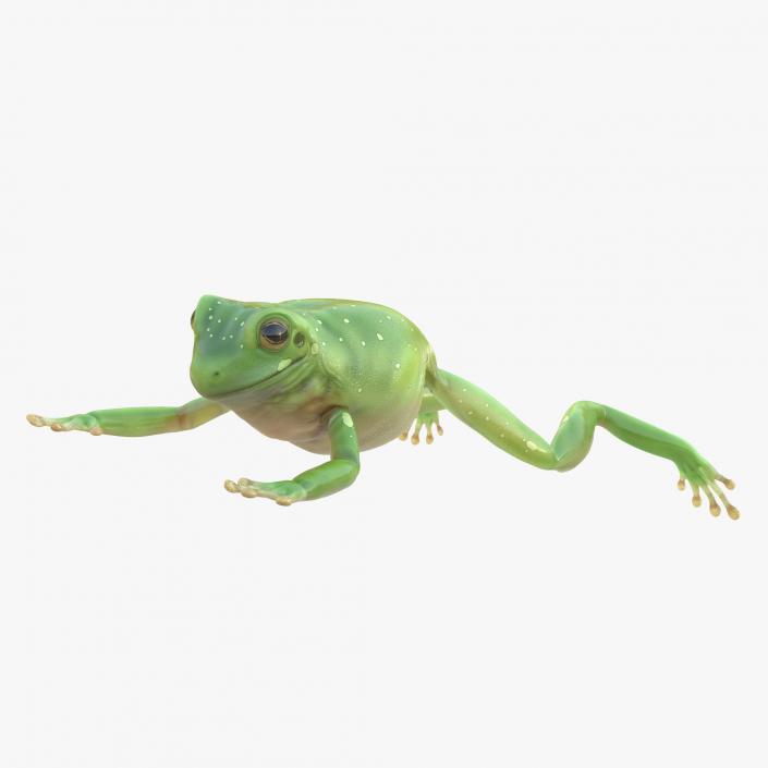 Australian Green Tree Frog Jumping Pose 3D model