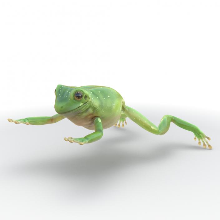 Australian Green Tree Frog Jumping Pose 3D model