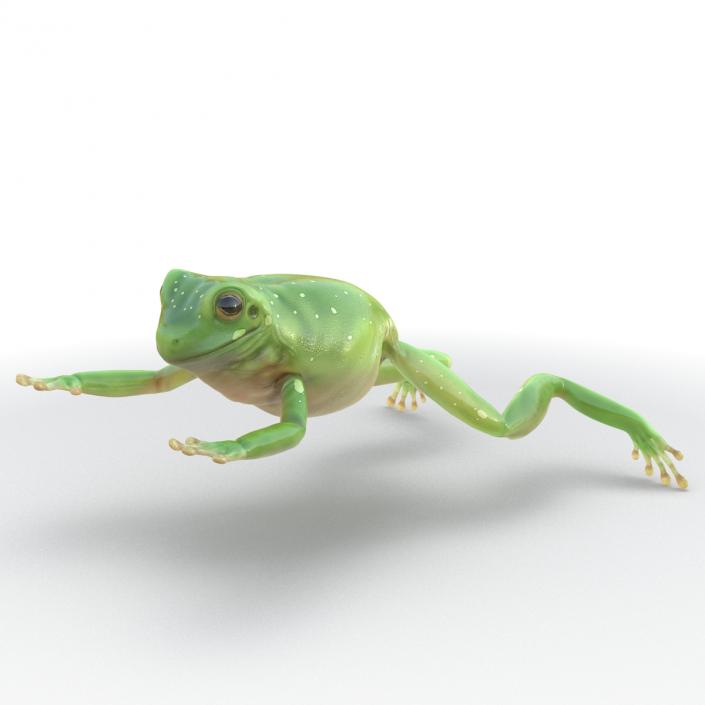 Australian Green Tree Frog Jumping Pose 3D model