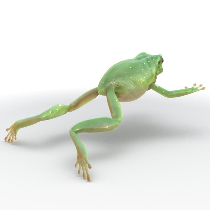 Australian Green Tree Frog Jumping Pose 3D model