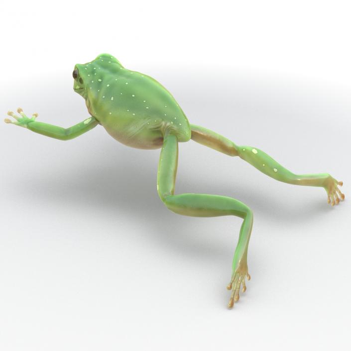 Australian Green Tree Frog Jumping Pose 3D model