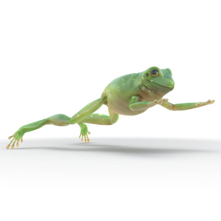 Australian Green Tree Frog Jumping Pose 3D model