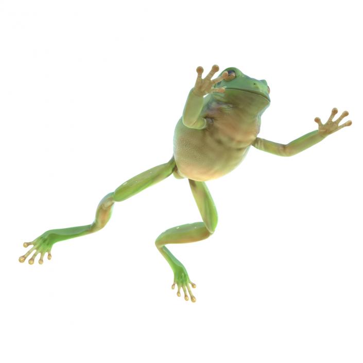 Australian Green Tree Frog Jumping Pose 3D model