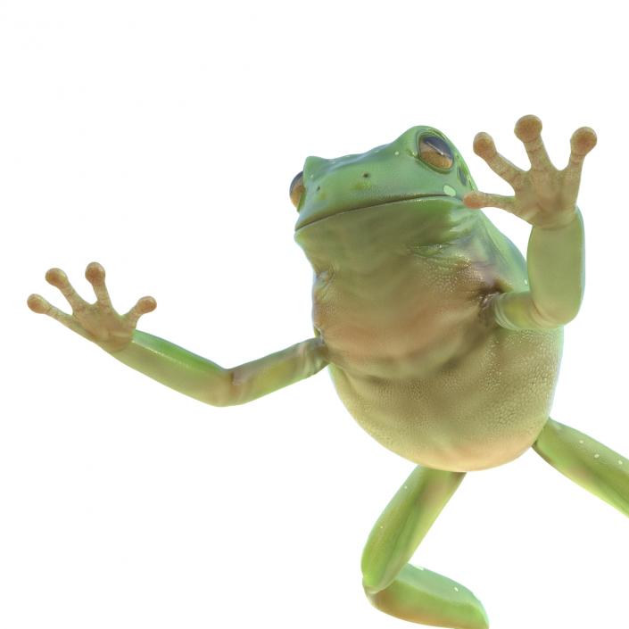 Australian Green Tree Frog Jumping Pose 3D model