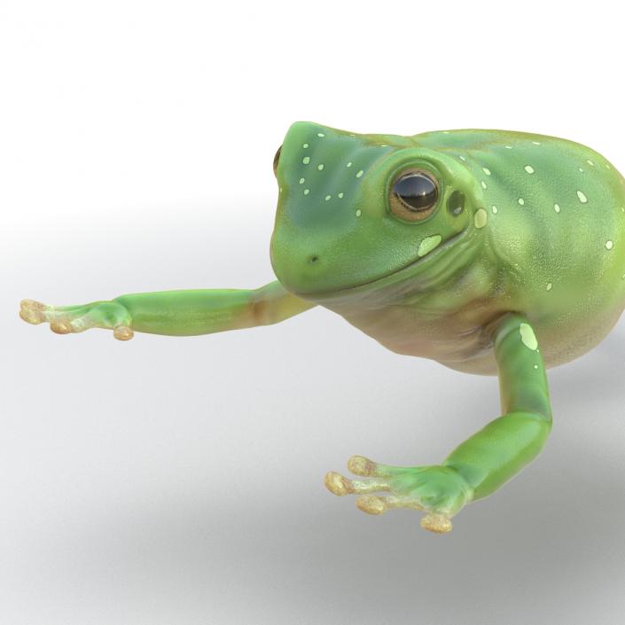 Australian Green Tree Frog Jumping Pose 3D model