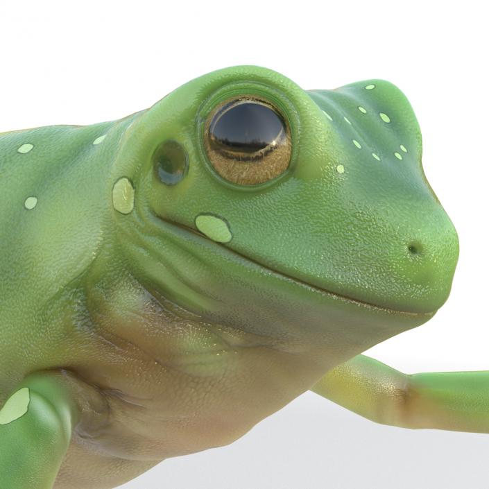 Australian Green Tree Frog Jumping Pose 3D model