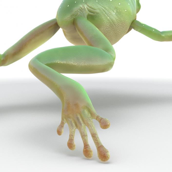 Australian Green Tree Frog Jumping Pose 3D model