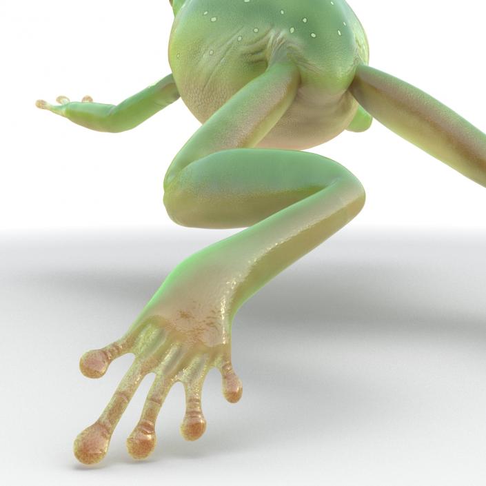 Australian Green Tree Frog Jumping Pose 3D model