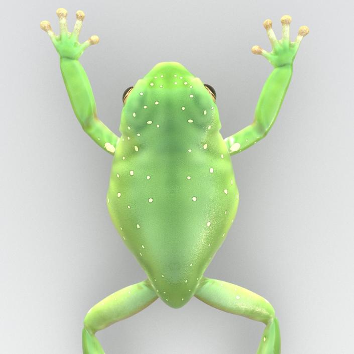 Australian Green Tree Frog Jumping Pose 3D model