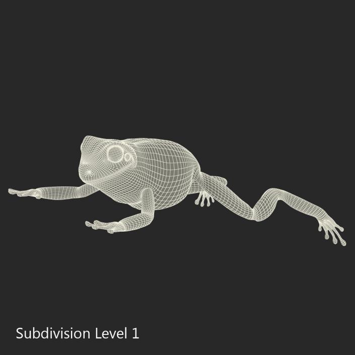 Australian Green Tree Frog Jumping Pose 3D model