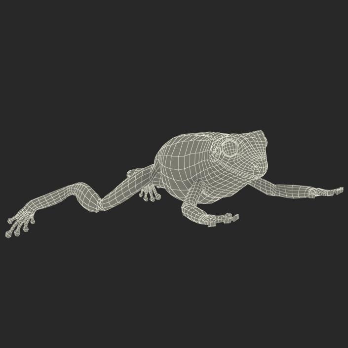 Australian Green Tree Frog Jumping Pose 3D model