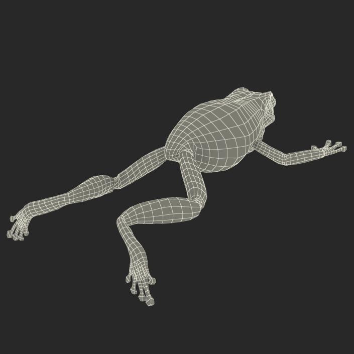 Australian Green Tree Frog Jumping Pose 3D model