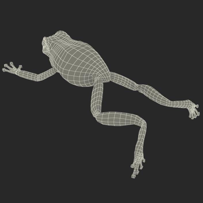 Australian Green Tree Frog Jumping Pose 3D model