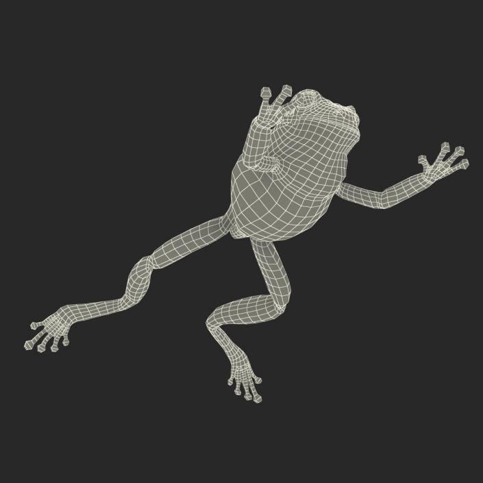 Australian Green Tree Frog Jumping Pose 3D model