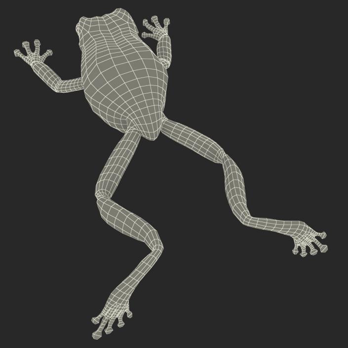 Australian Green Tree Frog Jumping Pose 3D model